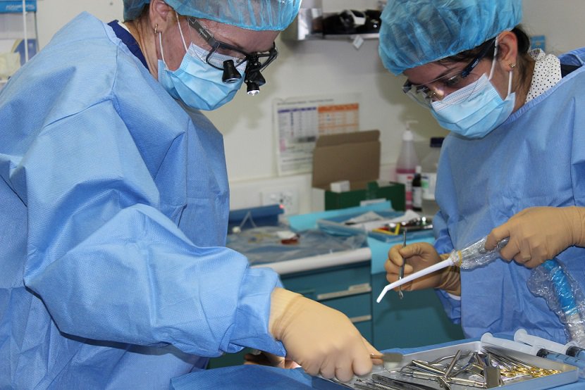 Two dental surgeons examining different dental tools in clinic